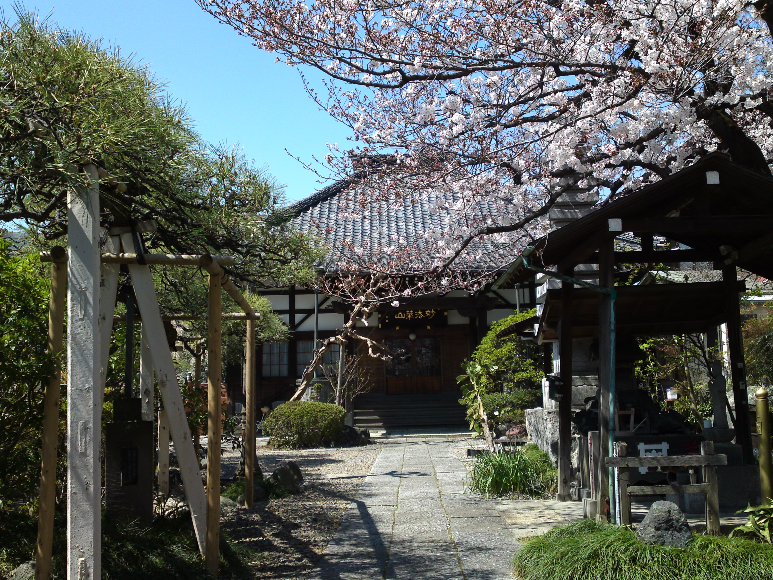 2019年春妙法華山宣要寺に咲く桜の花１７