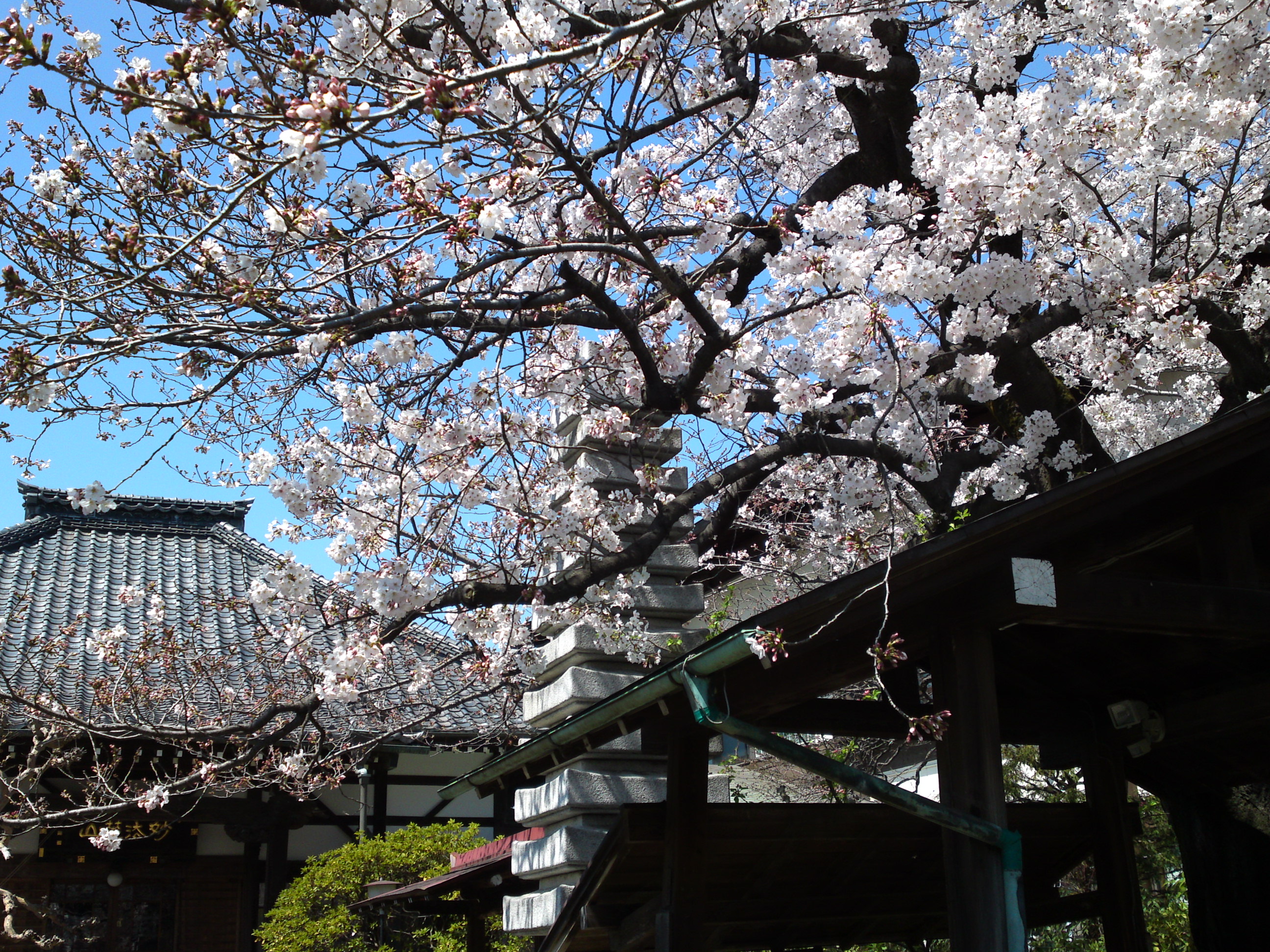 2019年春妙法華山宣要寺に咲く桜の花１８