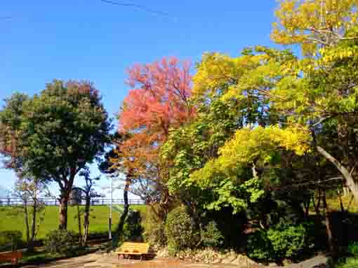 令和３年江戸川区新堀瀬戸口公園の紅葉１