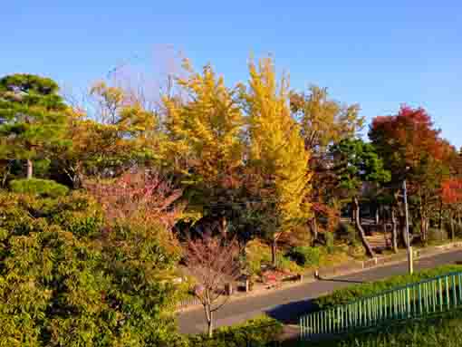 令和３年江戸川区新堀瀬戸口公園の紅葉３