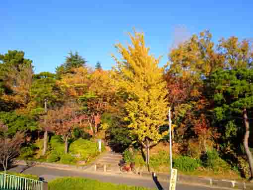 令和３年江戸川区新堀瀬戸口公園の紅葉４