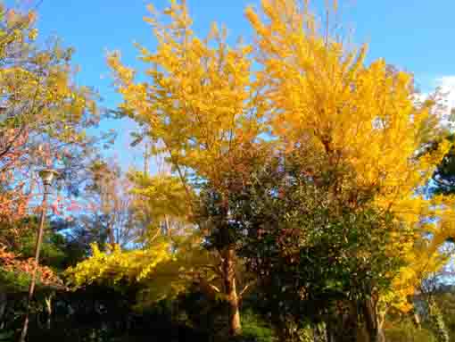 令和３年江戸川区新堀瀬戸口公園の紅葉６