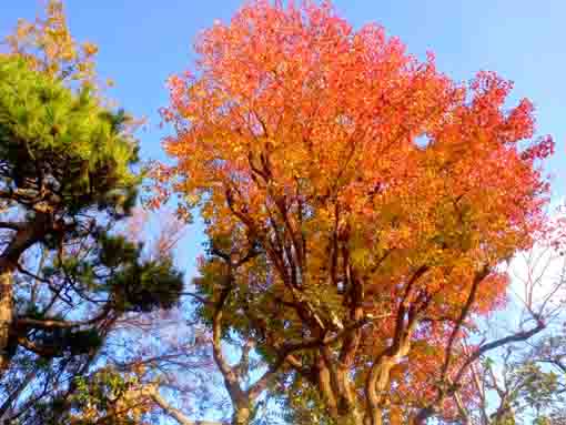 令和３年江戸川区新堀瀬戸口公園の紅葉７