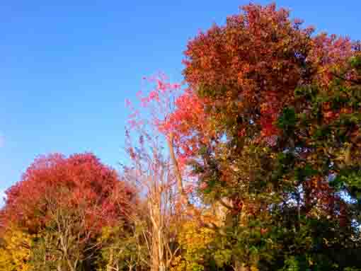 令和３年江戸川区新堀瀬戸口公園の紅葉８