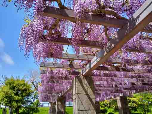 令和３年瀬戸口公園を彩る２つの藤棚⑥