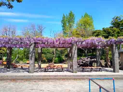 令和３年瀬戸口公園を彩る２つの藤棚⑤