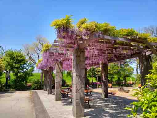 令和３年瀬戸口公園を彩る２つの藤棚④