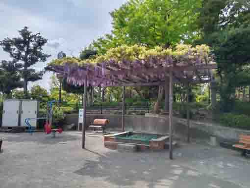 令和３年瀬戸口公園を彩る２つの藤棚⑧