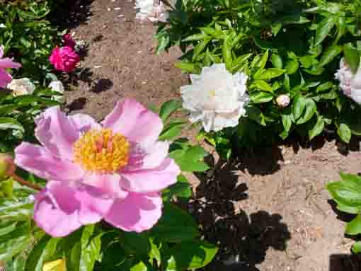 新堀しゃくやく公園に咲くシャクヤクの花1