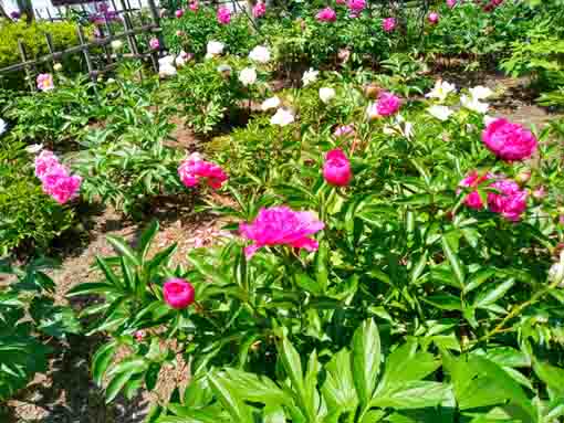 令和４年新堀しゃくやく公園に咲く芍薬の花１０