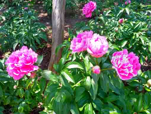 令和４年新堀しゃくやく公園に咲く芍薬の花１２