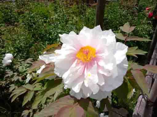 a beautiful white large peony blossom