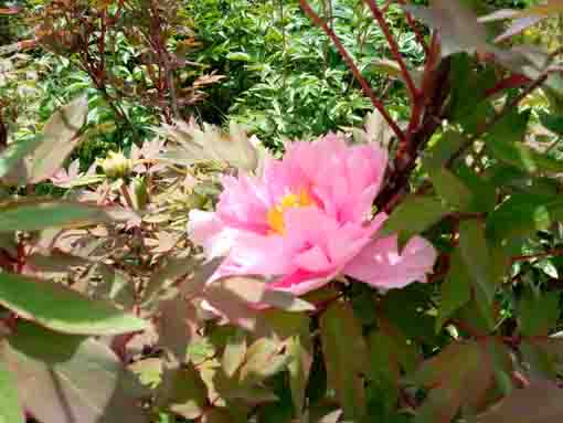 a sore pink peony blossom in Niibori Park