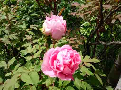 two pink peonies in Niibori Shakuyaku Park