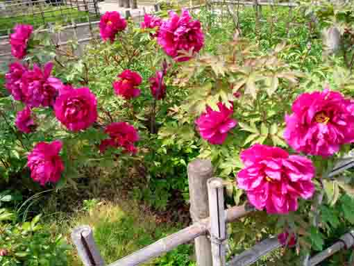 Red and Pink Peonies in the park