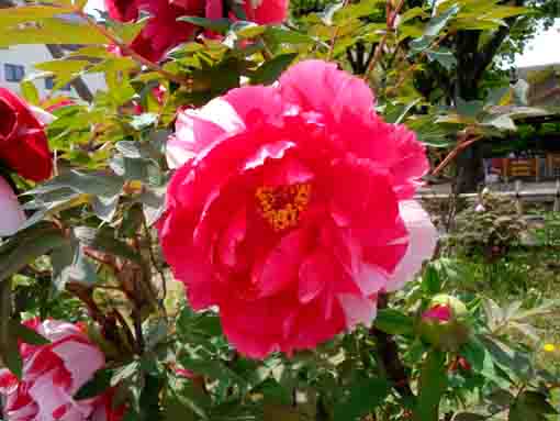 red peonies in Niibori Shakuyaku Koen Park