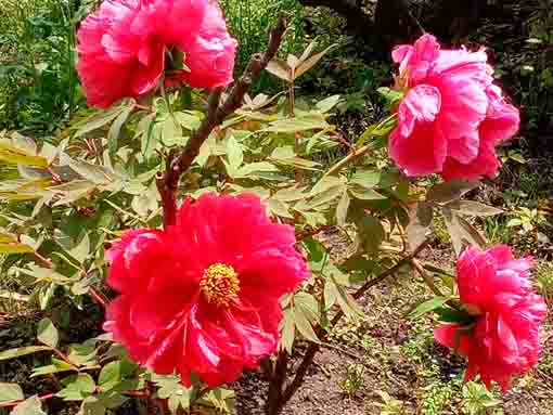 Red peonies in Niibori Shakuyaku Park