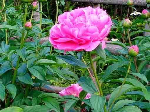 some vivid pink peonies in the garden