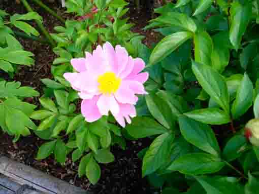 a pink single pataled peony blossom