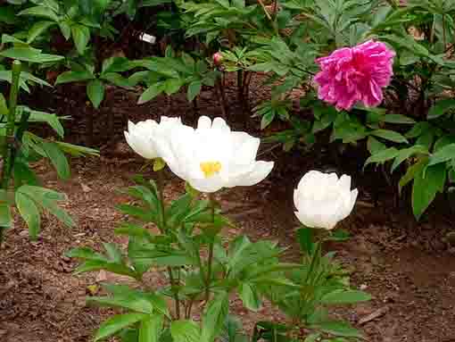 White single pataled peonies in the park