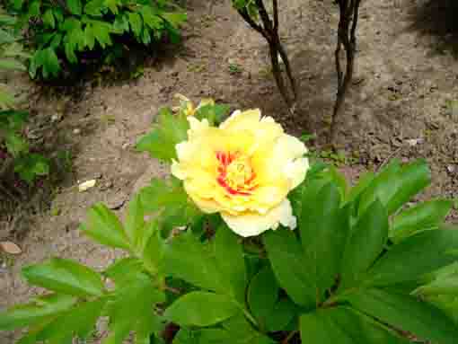 a yellow peony in Niibori Syakuyaku Park