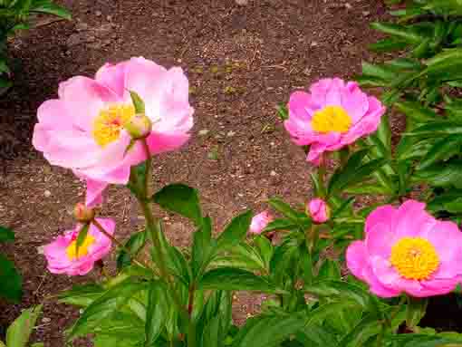 pink single pataled peonies in the garden