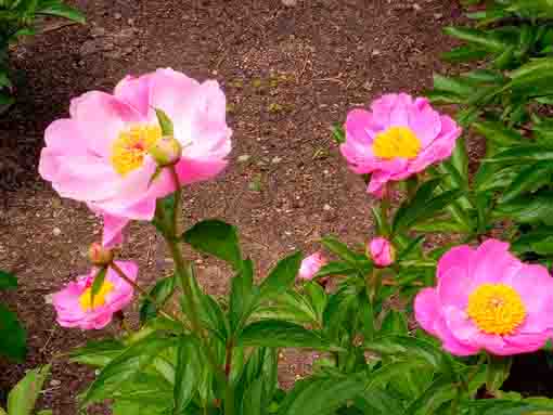 新堀しゃくやく公園に咲くシャクヤクの花3