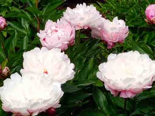 some white peony blossoms in the garden