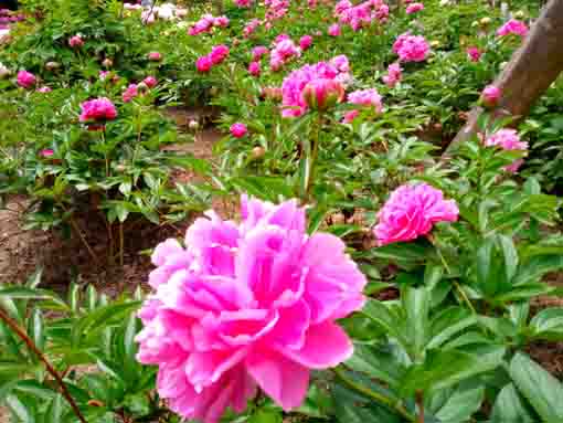 many peonies in Niibori Shakuyaku Koen Park