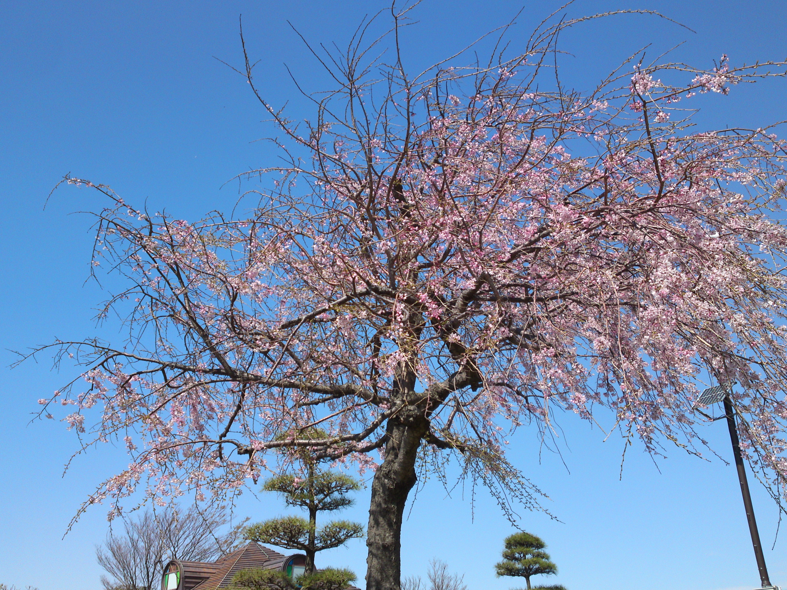 2019年春江戸川土手に咲く桜の花々１１