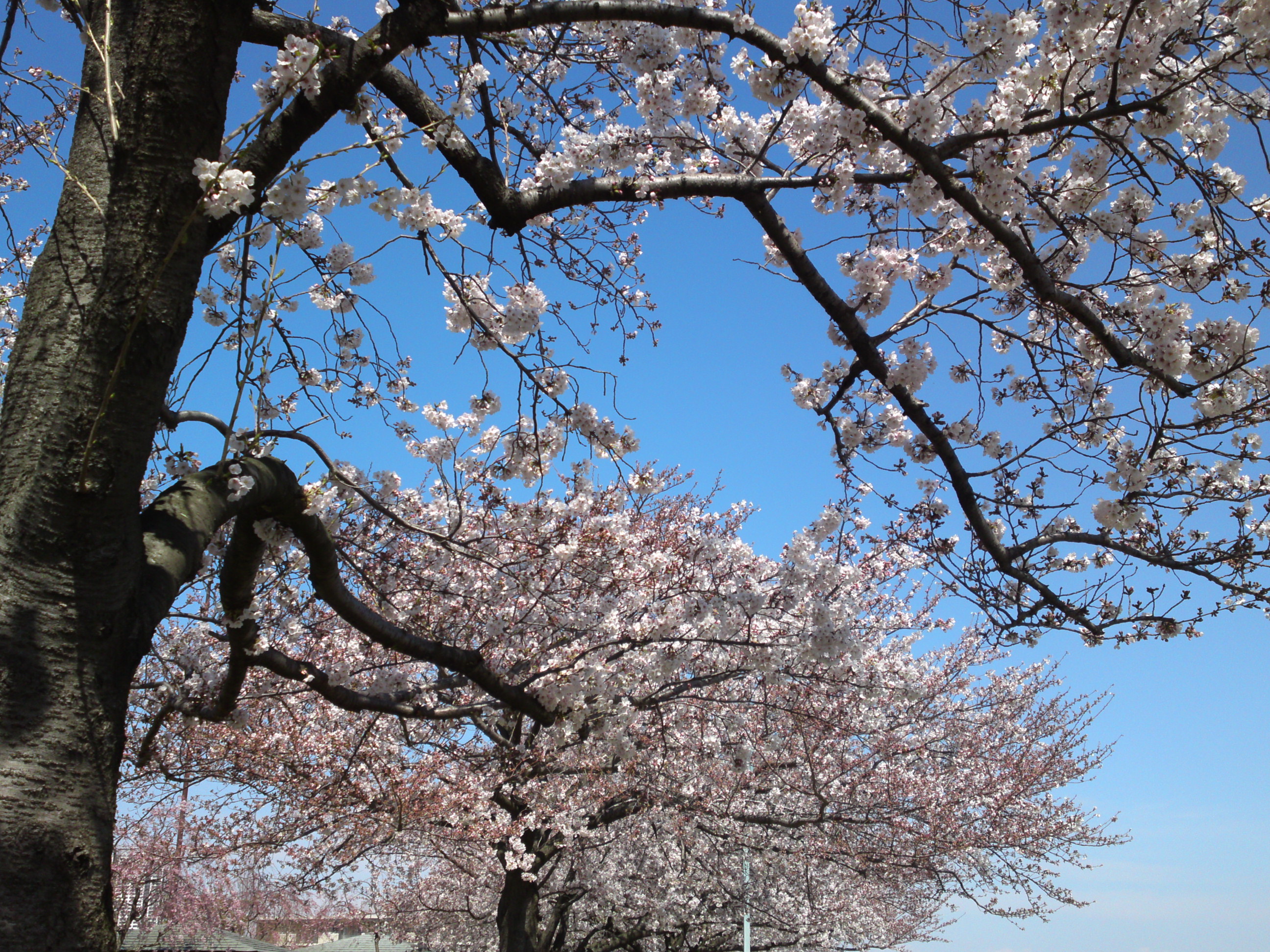 2019年春江戸川土手に咲く桜の花々１２