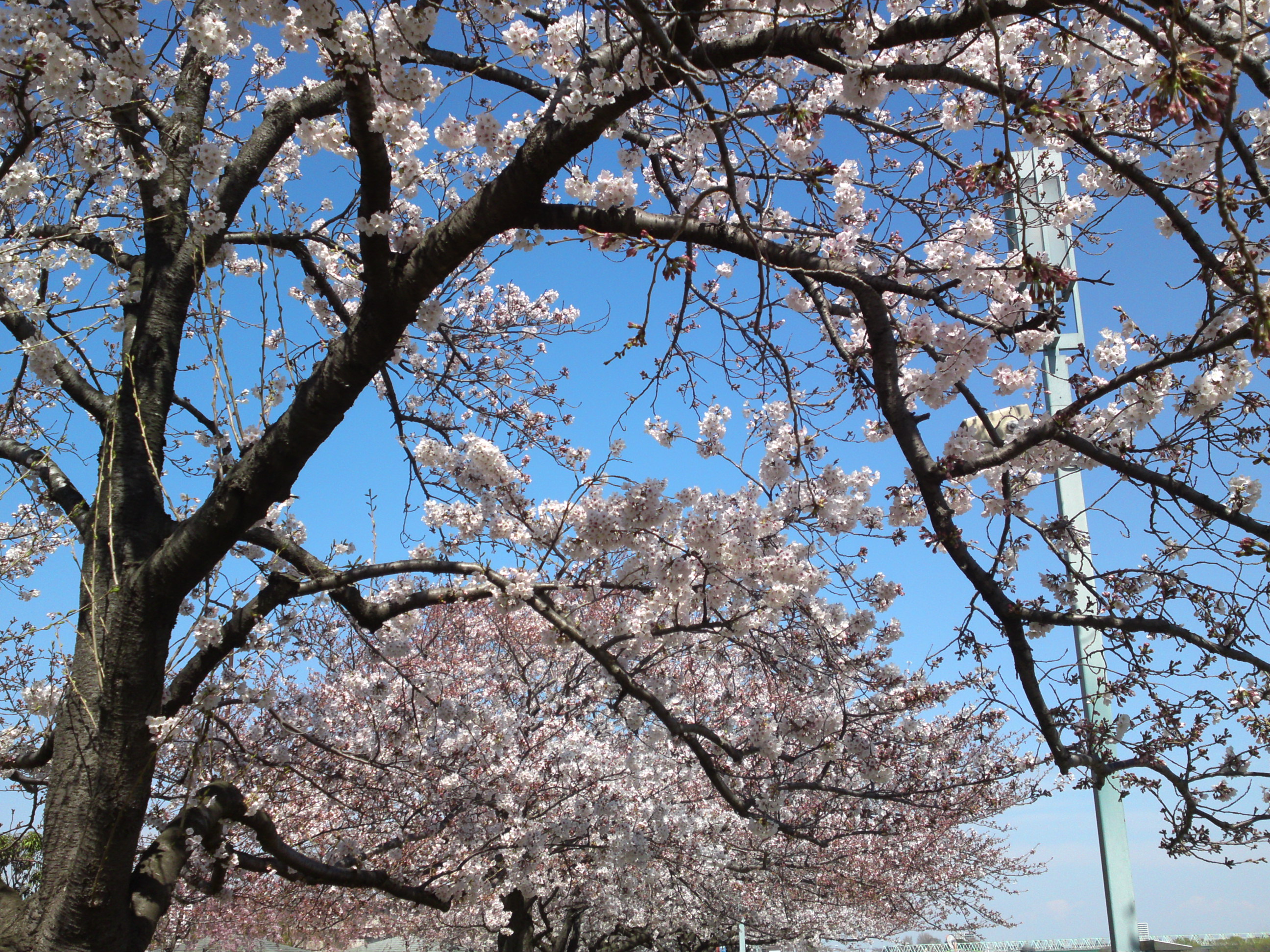 2019年春江戸川土手に咲く桜の花々１３