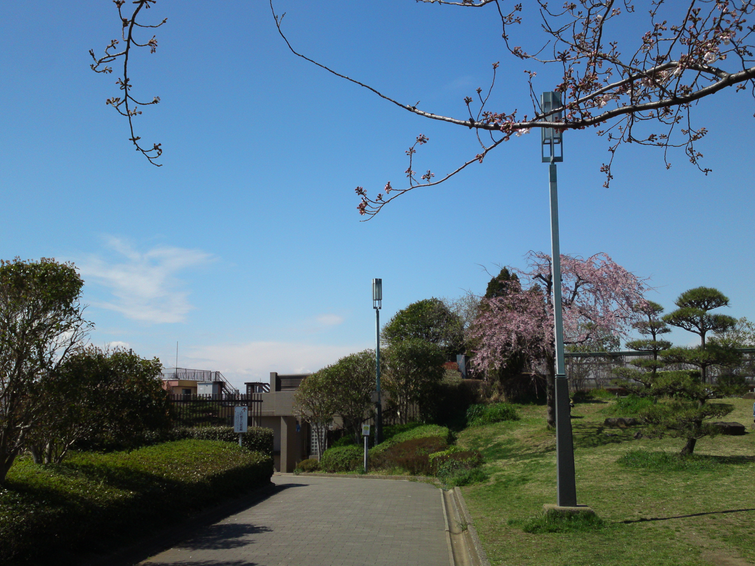 2019年春江戸川土手に咲く桜の花々１５