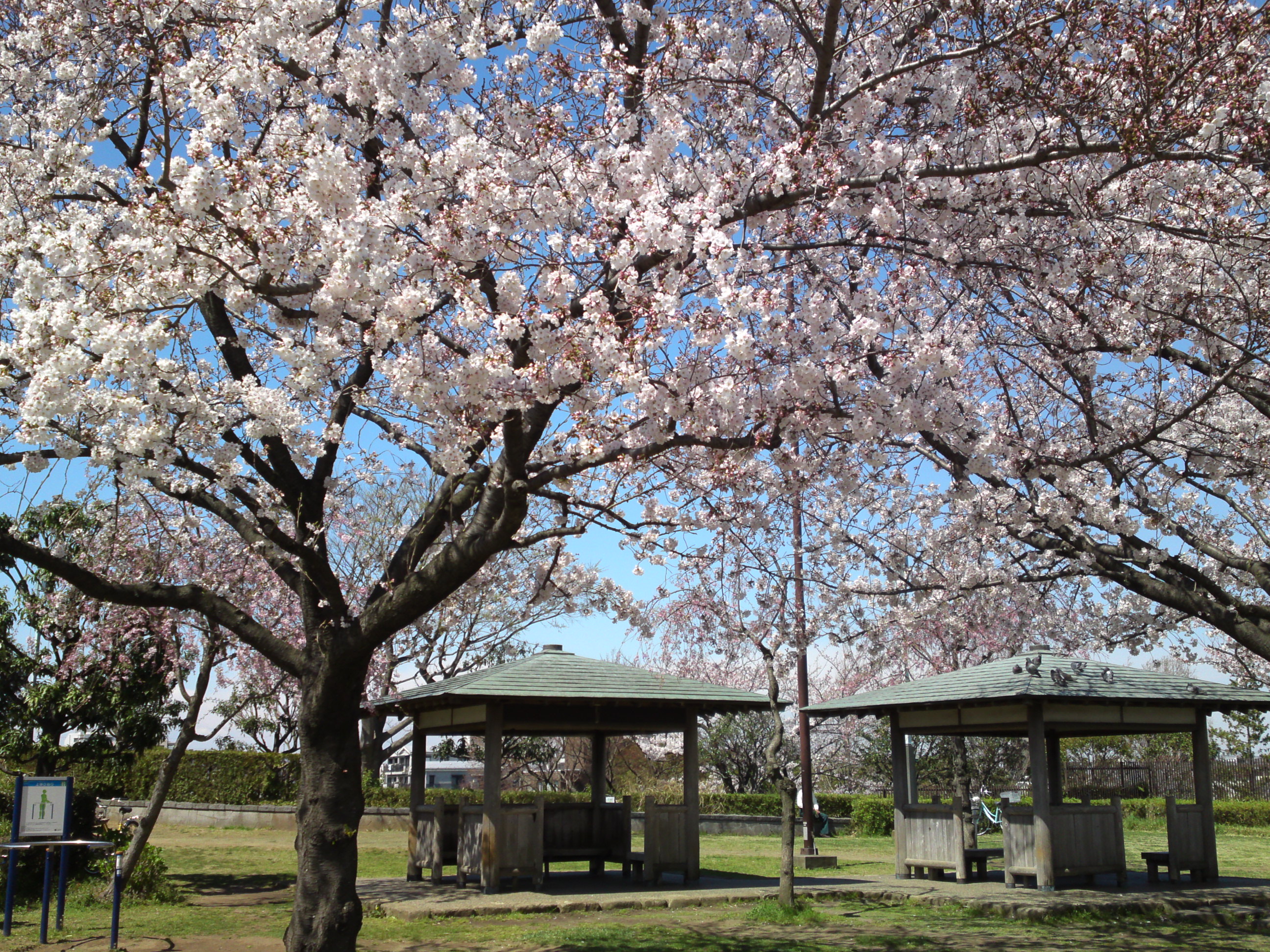 2019年春江戸川土手に咲く桜の花々１６