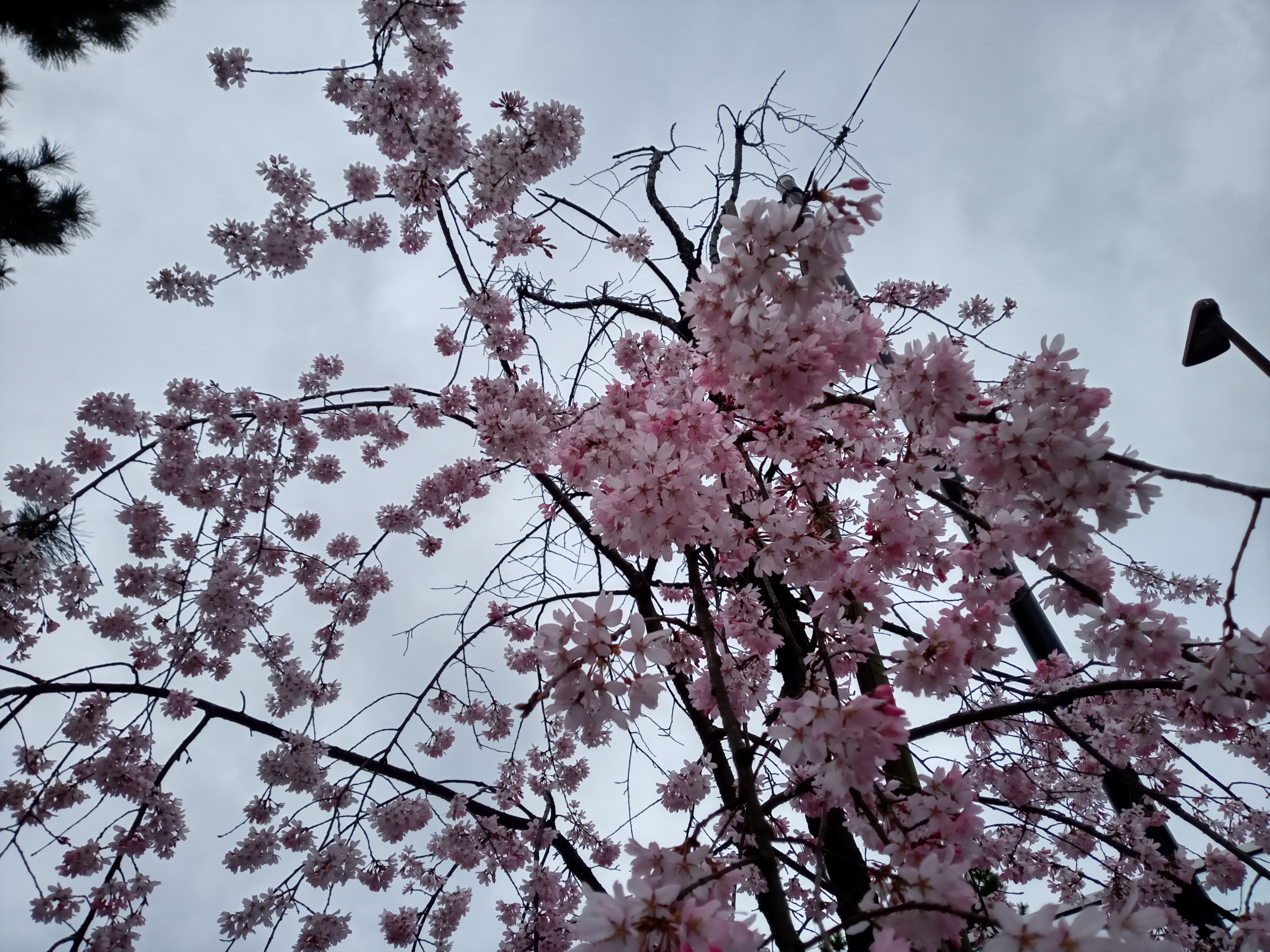 令和５年真間川に咲くしだれ桜