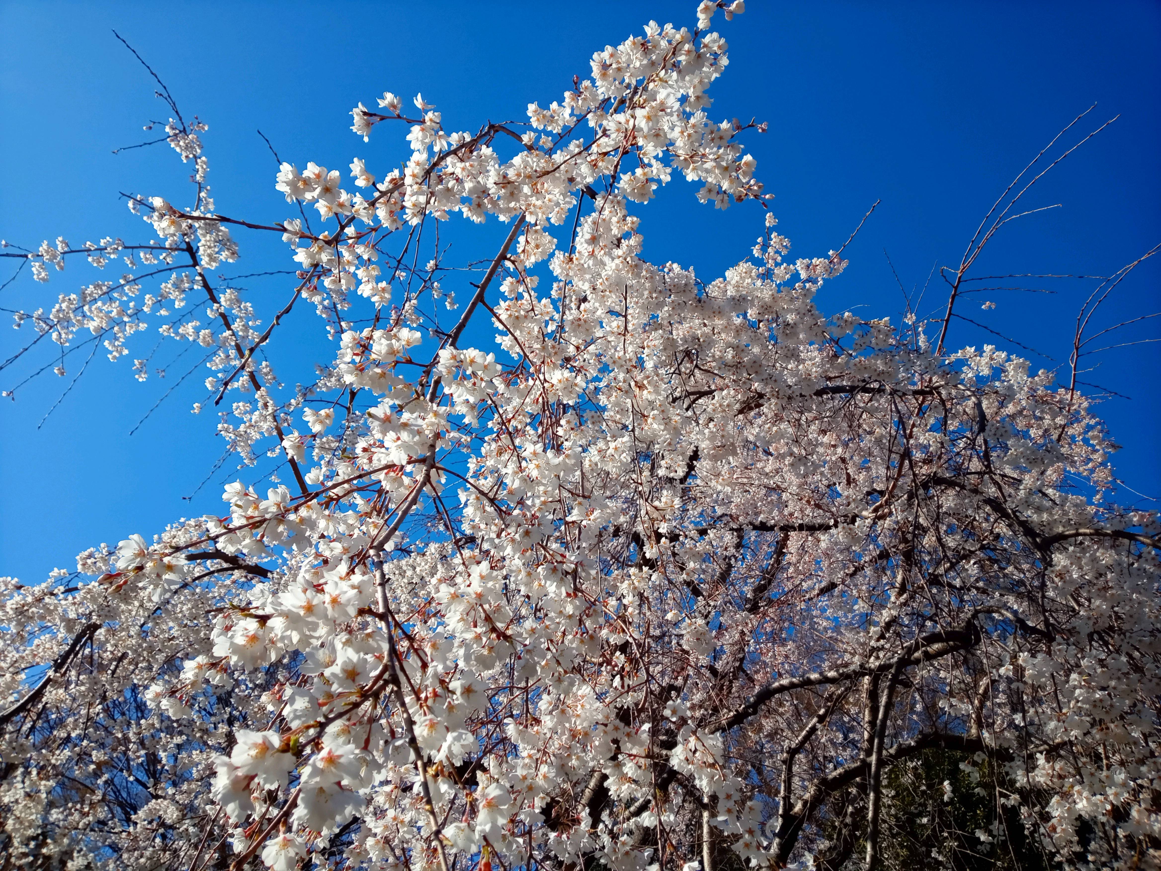 令和５年真間山弘法寺のしだれ桜１