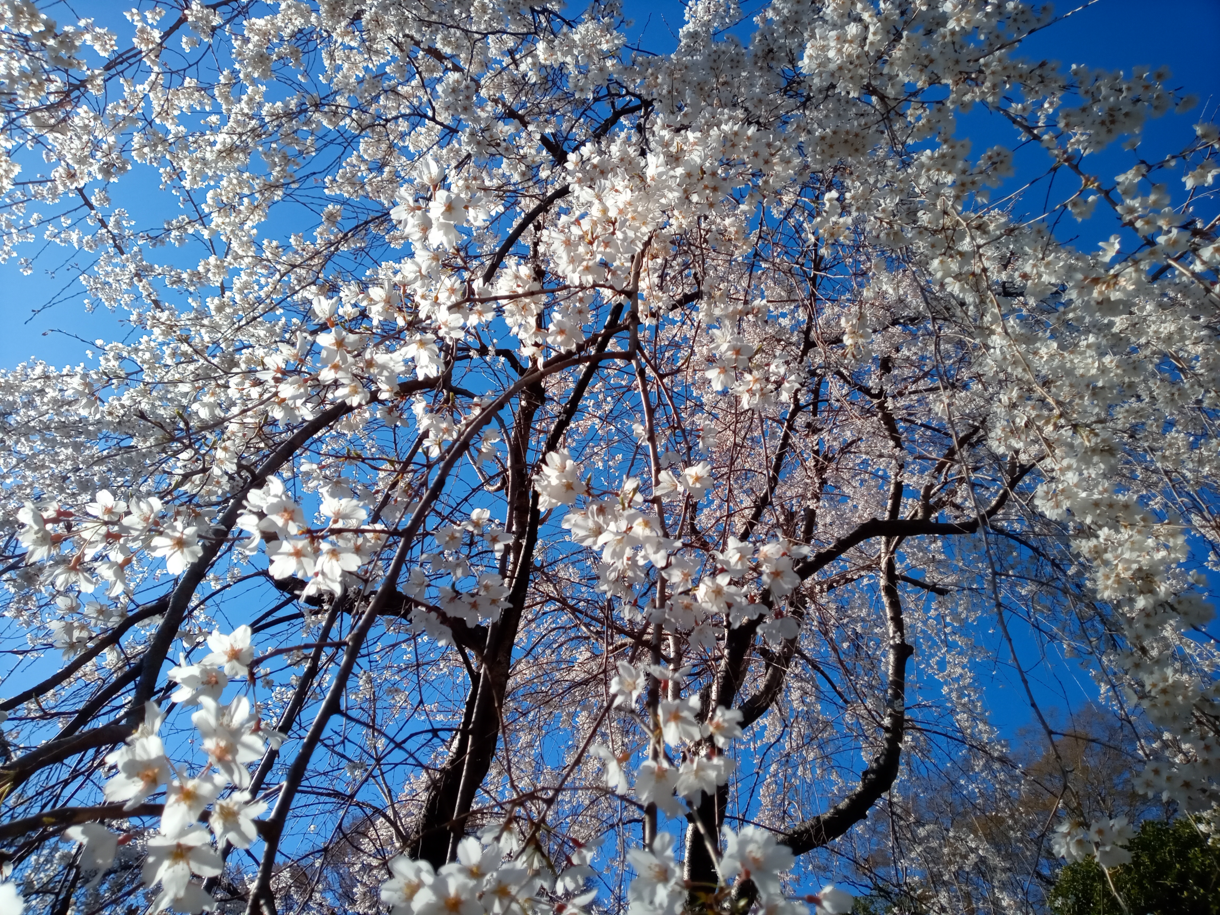 令和５年真間山弘法寺のしだれ桜２