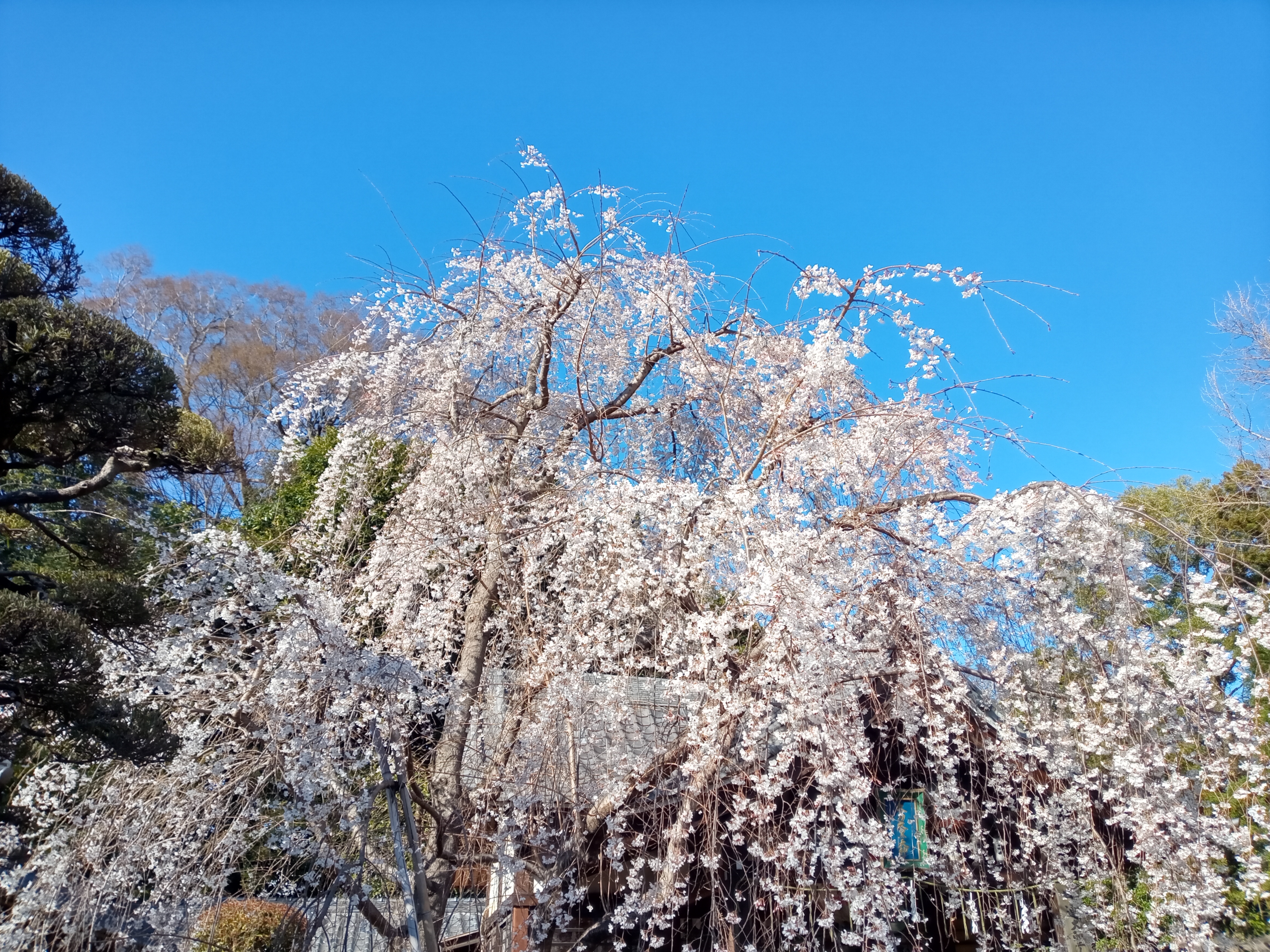 令和５年真間山弘法寺のしだれ桜３