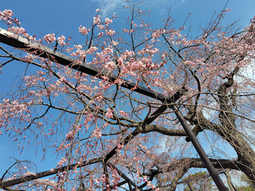 �ߘa�W�N�O���炫�̖��s���̂�������Q