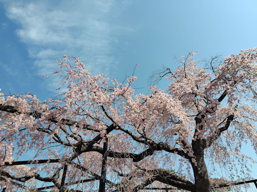 �ߘa�W�N���J�ɍ炭���s���̂�������Q