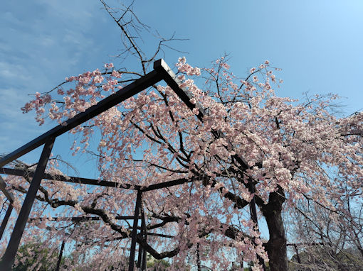 �ߘa�W�N���J�ɍ炭���s���̂�������R