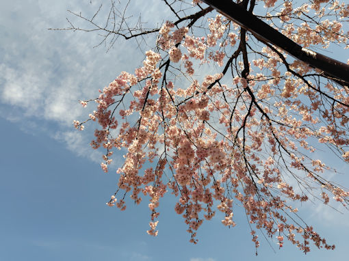 �ߘa�W�N���J�ɍ炭���s���̂�������S