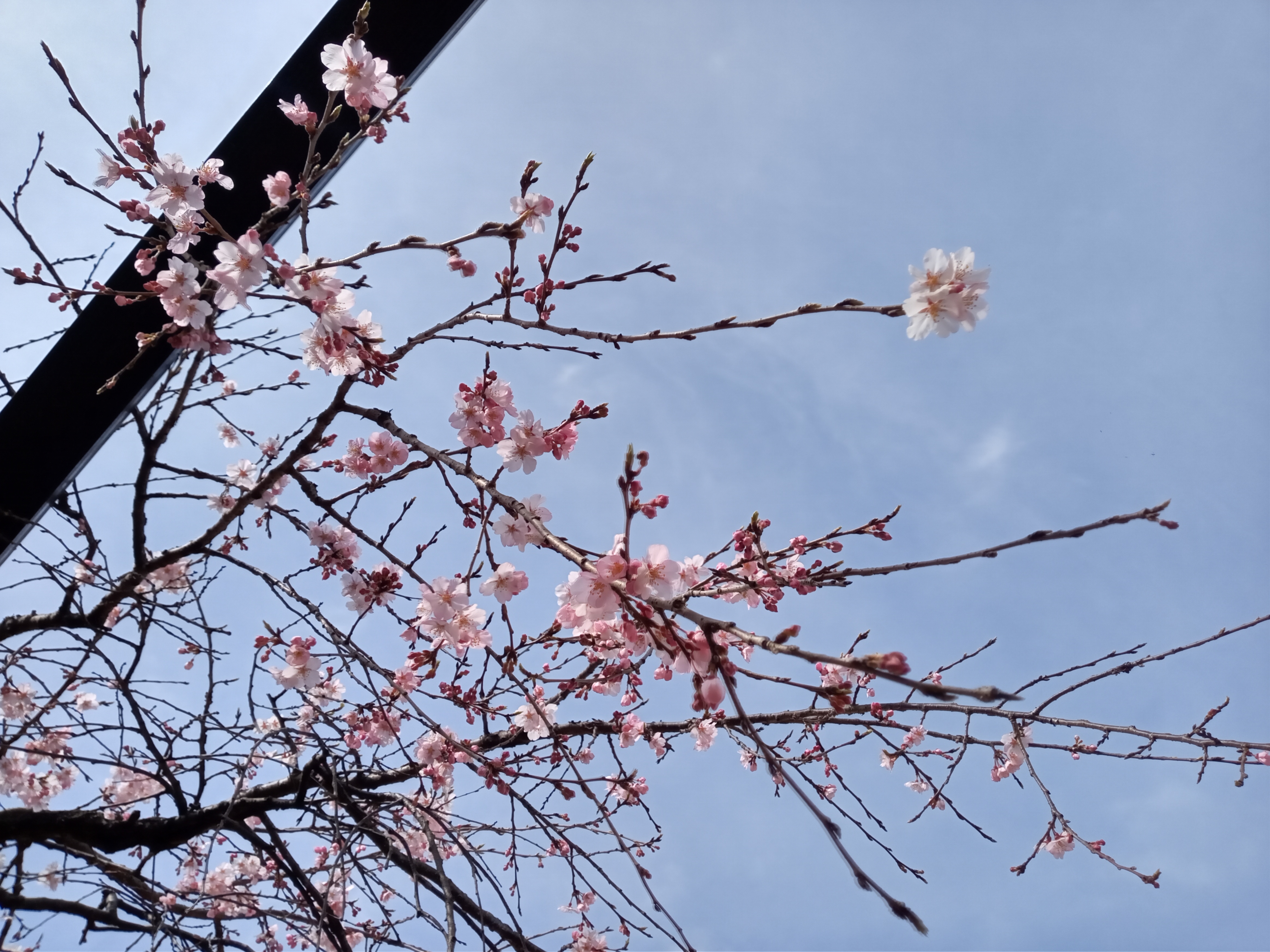 令和５年原木山妙行寺で開花したしだれ桜１