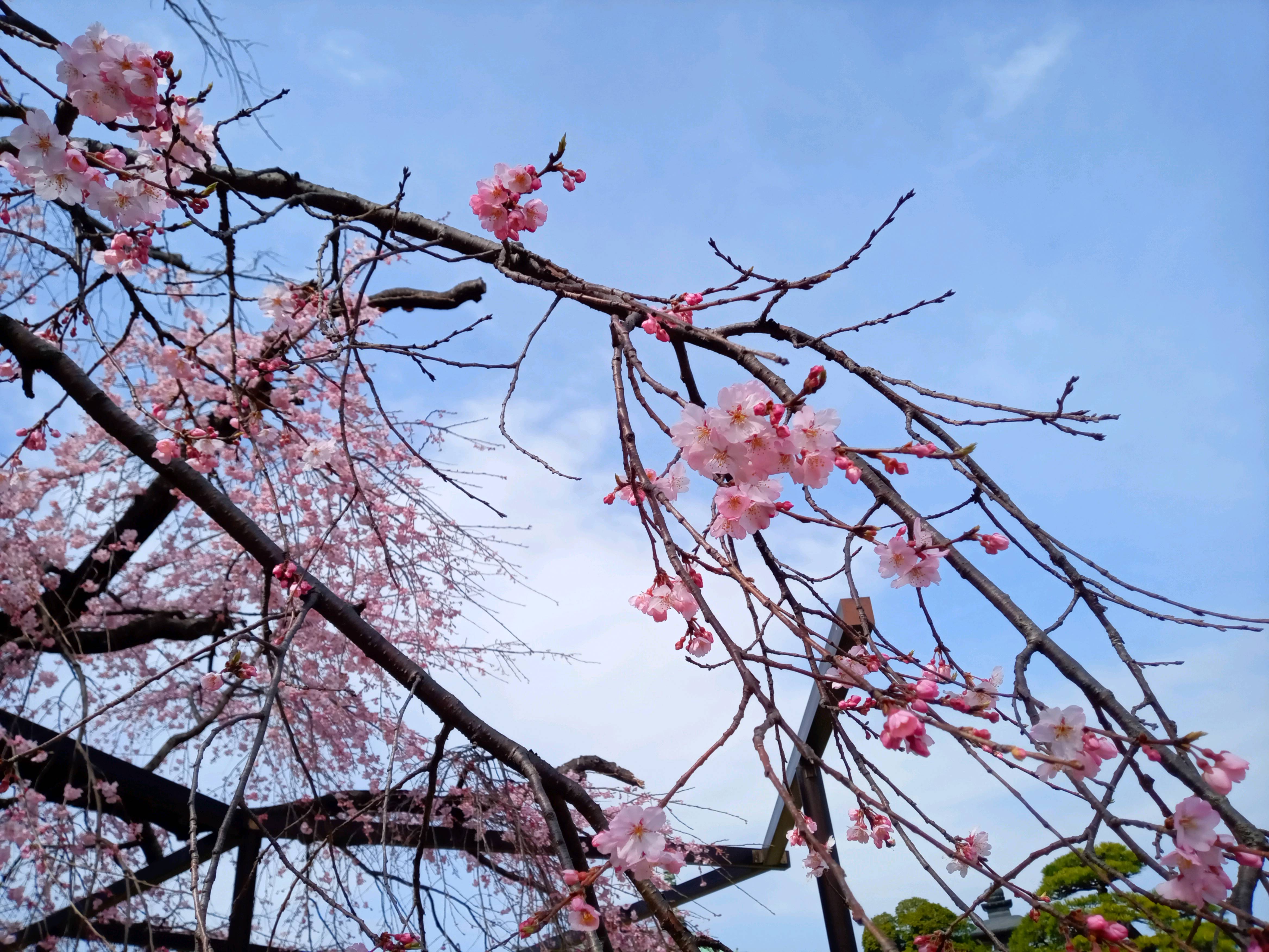 令和５年原木山妙行寺で開花したしだれ桜３