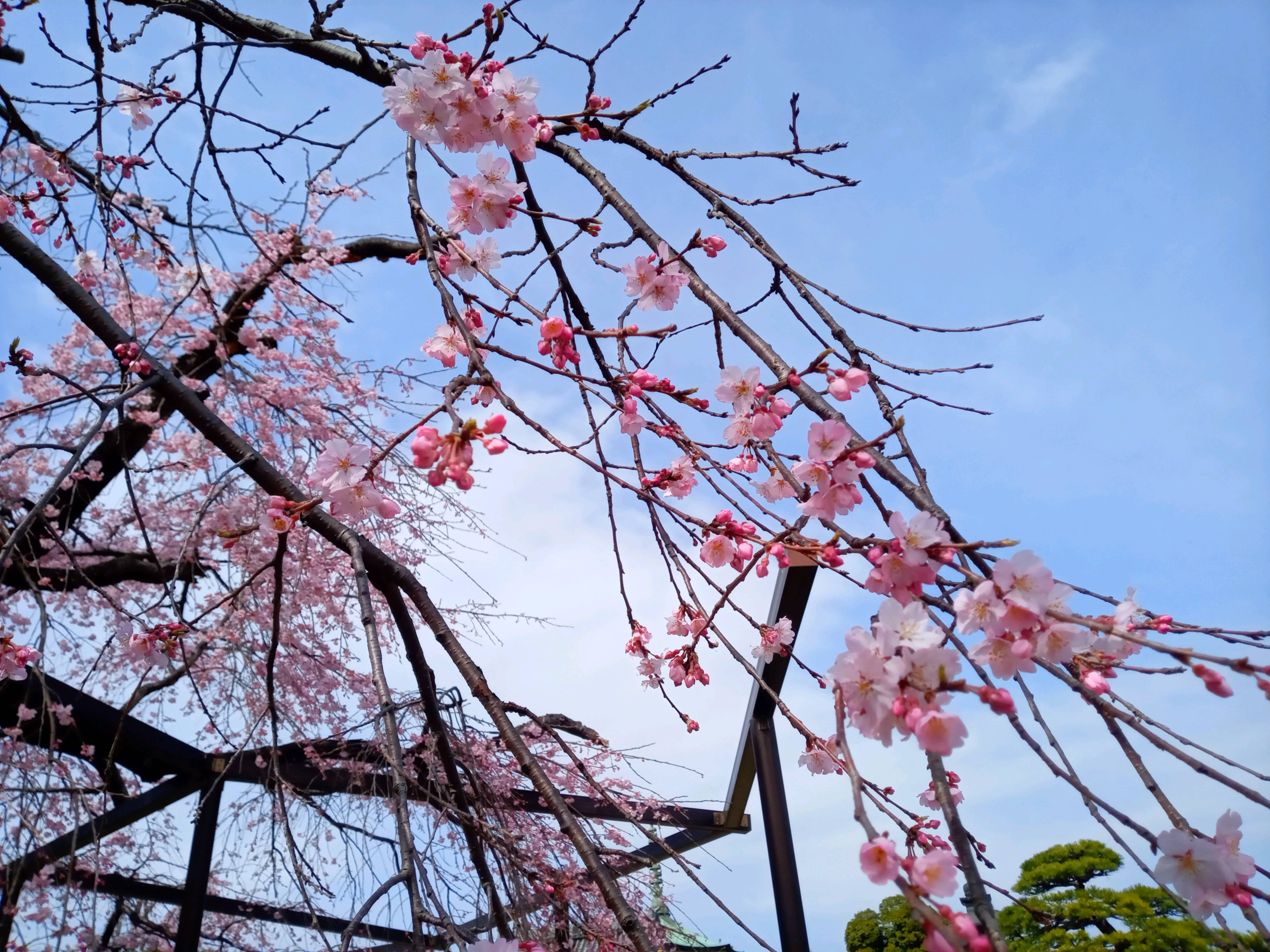 令和５年原木山妙行寺で開花したしだれ桜４