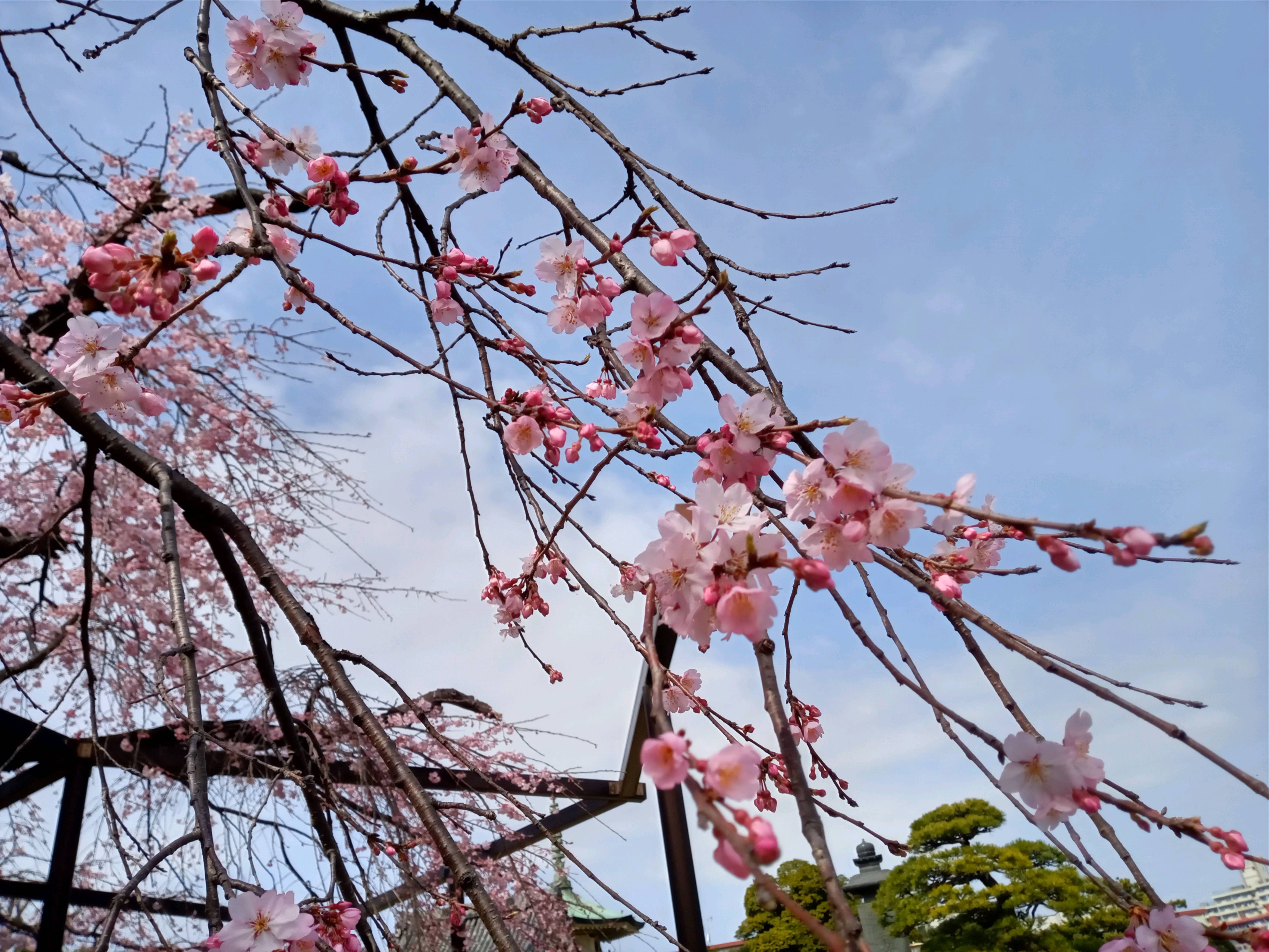 令和５年原木山妙行寺で開花したしだれ桜５