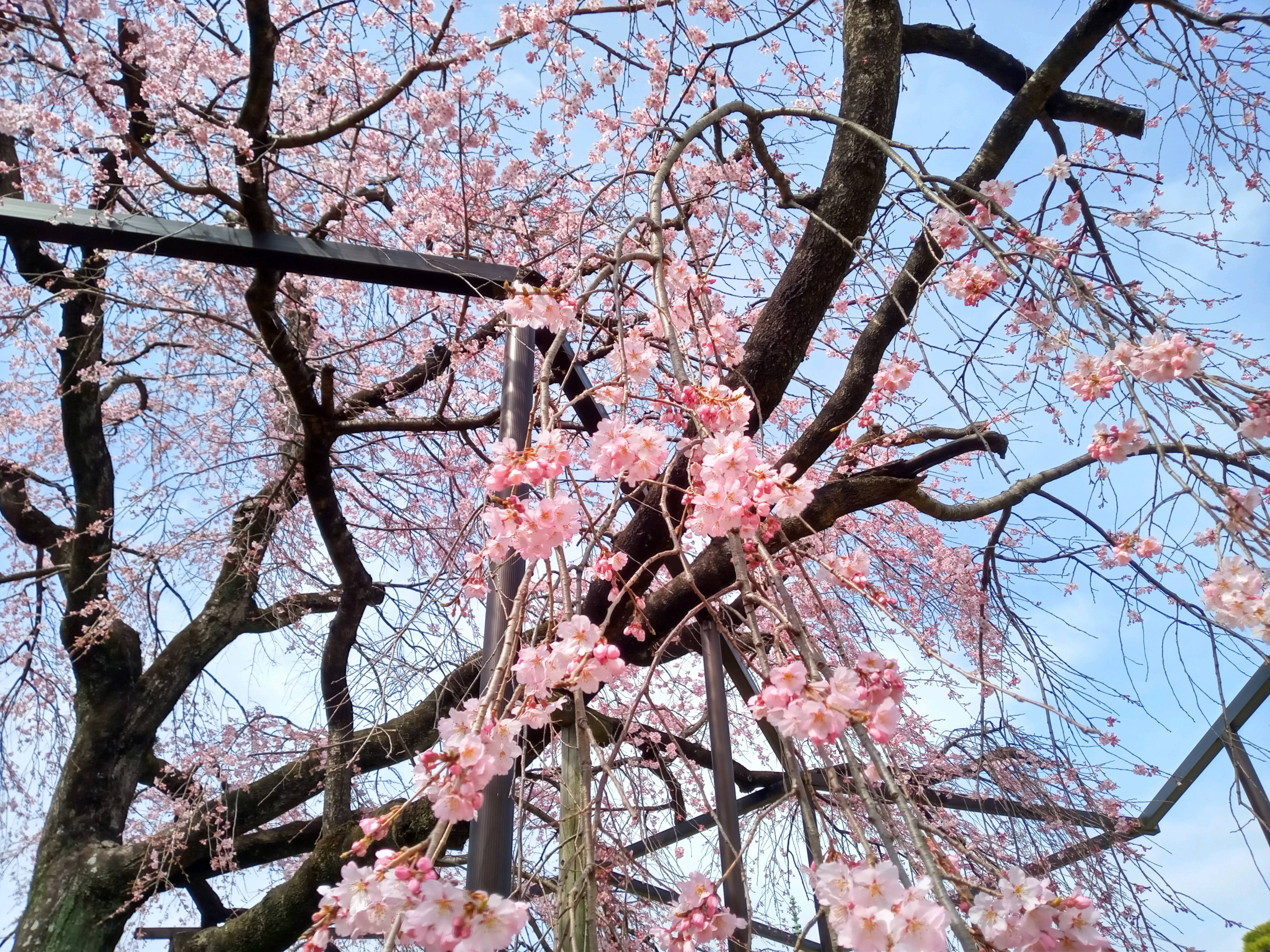 令和５年原木山妙行寺で開花したしだれ桜６