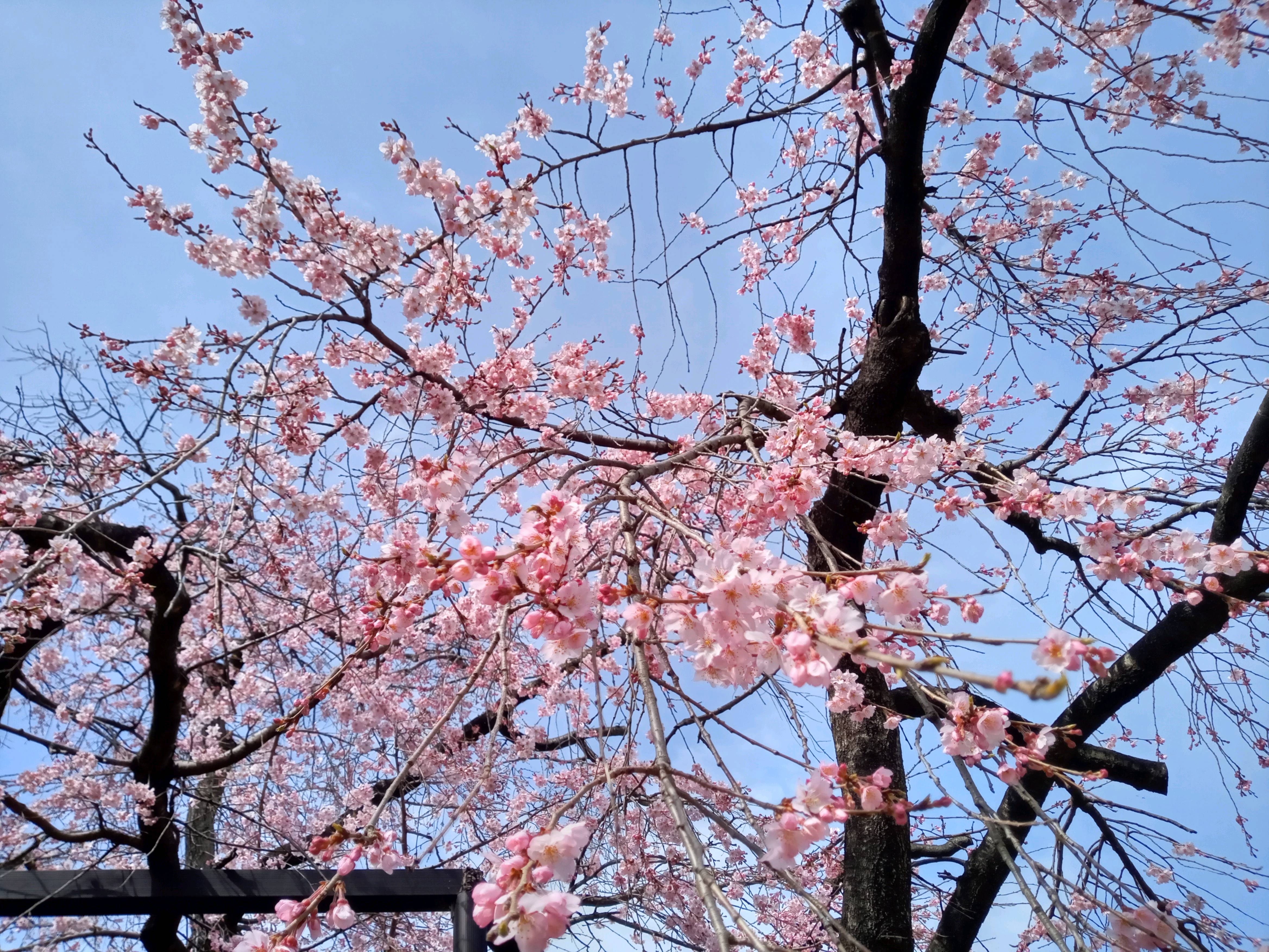 令和５年原木山妙行寺で開花したしだれ桜７