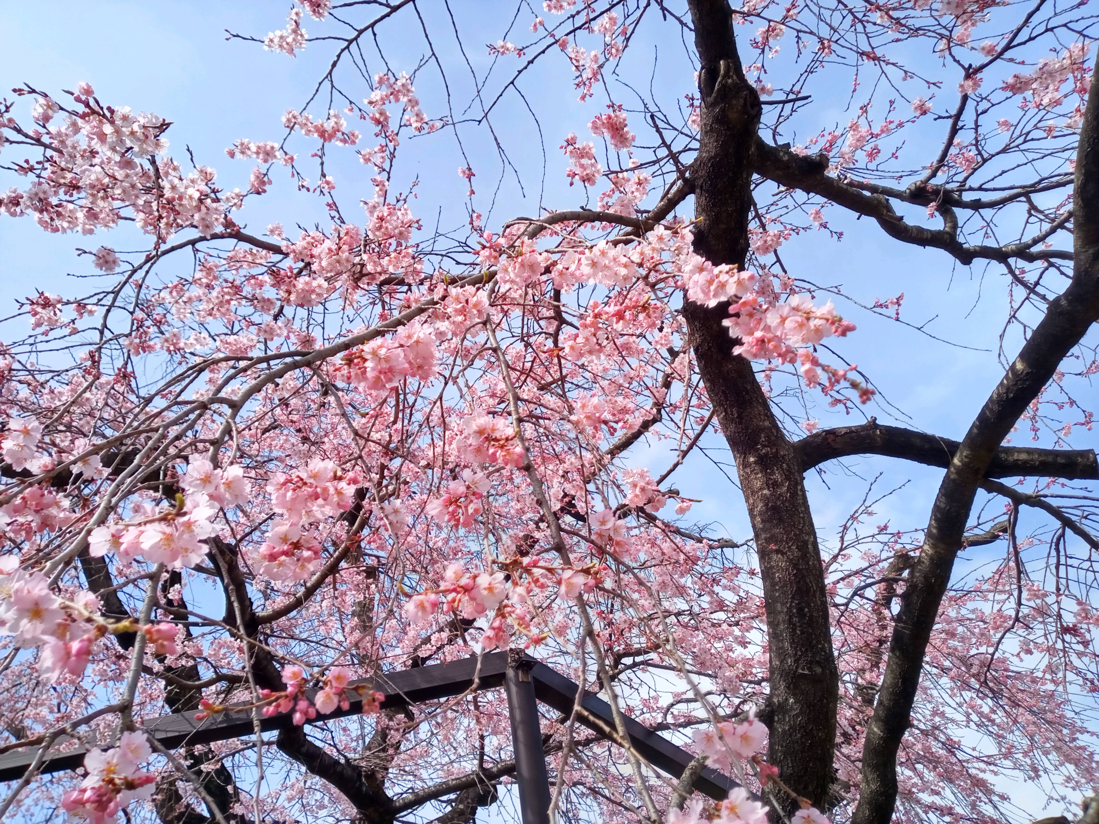 令和５年原木山妙行寺で開花したしだれ桜８