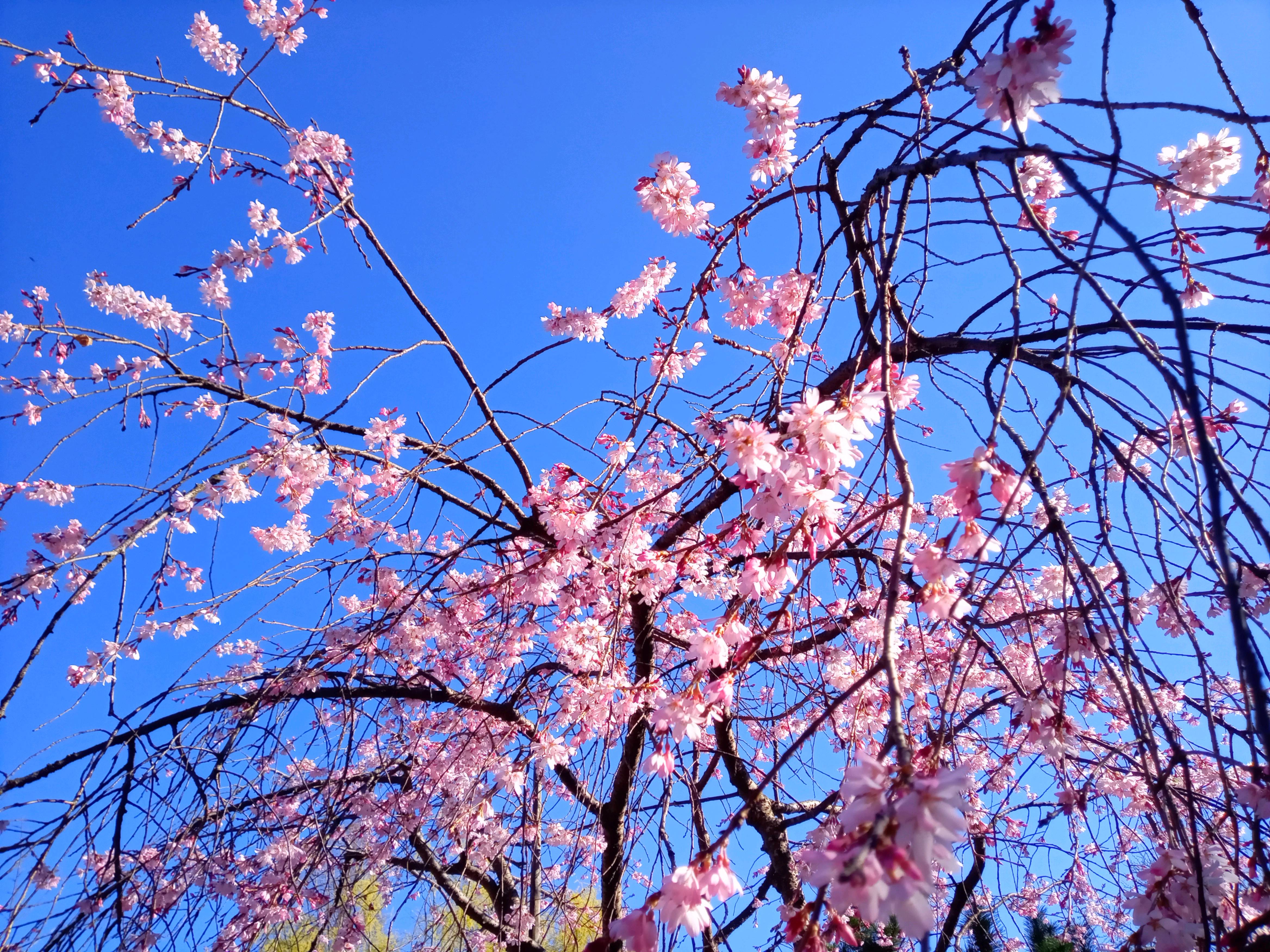 令和５年手児奈霊神堂のしだれ桜１